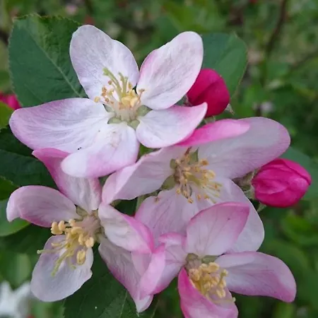 Delle Noci 4*