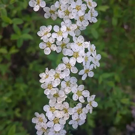 Delle Noci 4*